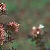 Abelia x grandiflora, fruit