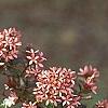 Abelia x grandiflora, fruit