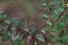 Abelia x grandiflora, fruit