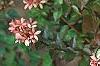 Abelia x grandiflora, fruit