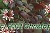 Abelia x grandiflora, fruit