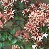 Abelia x grandiflora, fruit