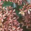 Abelia x grandiflora, fruit