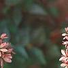 Abelia x grandiflora, fruit