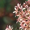 Abelia x grandiflora, fruit