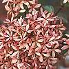 Abelia x grandiflora, fruit
