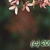 Abelia x grandiflora, fruit