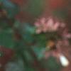 Abelia x grandiflora, fruit