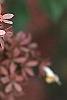 Abelia x grandiflora, fruit