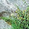 Diervilla lonicera, habit