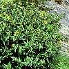 Diervilla lonicera, habit