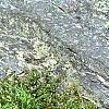 Diervilla lonicera, habit