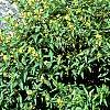 Diervilla lonicera, habit