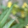 Diervilla lonicera, flowers