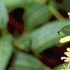 Diervilla lonicera, flowers