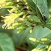 Diervilla lonicera, flowers