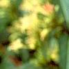 Diervilla lonicera, flowers
