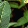 Diervilla lonicera, flowers