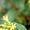 Diervilla lonicera, flowers