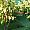 Diervilla rivularis 'Morton', flowers