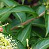 Diervilla rivularis 'Morton', flowers