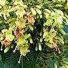 Diervilla rivularis 'Morton', flowers