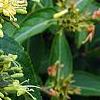 Diervilla rivularis 'Morton', flowers