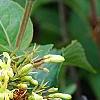 Diervilla rivularis 'Morton', flowers