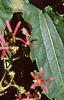 Heptacodium miconioides, leaves