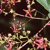 Heptacodium miconioides, leaves