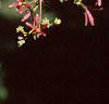 Heptacodium miconioides, leaves