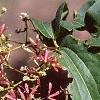 Heptacodium miconioides, leaves