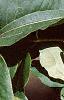 Heptacodium miconioides, leaves