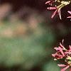 Heptacodium miconioides, leaves