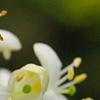 Heptacodium miconioides, flowers