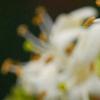 Heptacodium miconioides, flowers