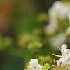 Heptacodium miconioides, flowers