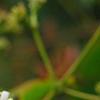 Heptacodium miconioides, flowers