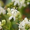 Heptacodium miconioides, flowers