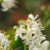 Heptacodium miconioides, flowers