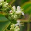 Heptacodium miconioides, flowers