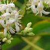 Heptacodium miconioides, flowers