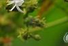 Heptacodium miconioides, flowers