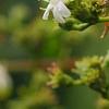 Heptacodium miconioides, flowers