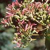 Heptacodium miconioides, fruit