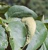 Heptacodium miconioides, fruit