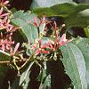 Heptacodium miconioides, fruit