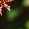 Heptacodium miconioides, fruit