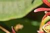 Heptacodium miconioides, fruit