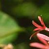 Heptacodium miconioides, fruit